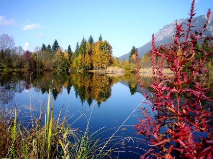 Der Moorweiher