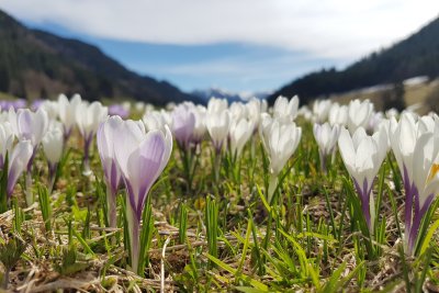 Krokusse