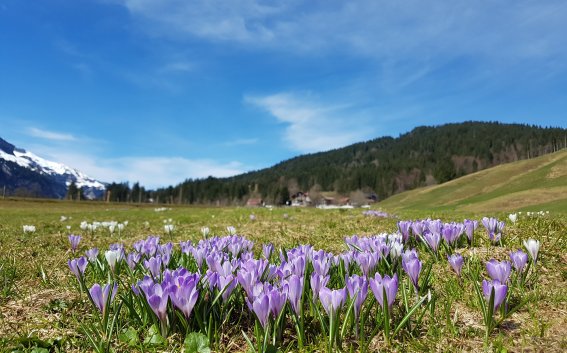 Krokusse im Rohrmoos