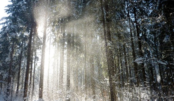 Schneegestöber im Wald