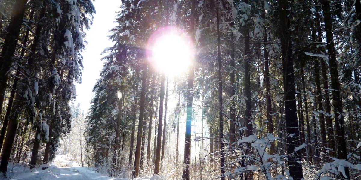 winterlicher Wald