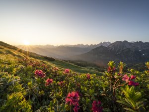 Alpenrosenblüte