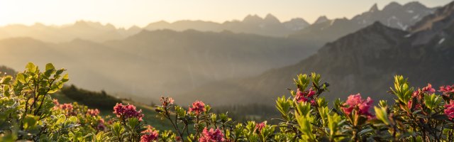 Alpenrosenblüte