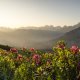 Alpenrosenblüte