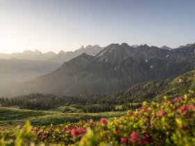 Fellhorn Alpenrosen