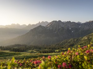Fellhorn Alpenrosen