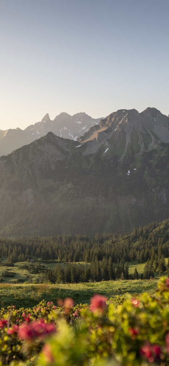 Fellhorn Alpenrosen
