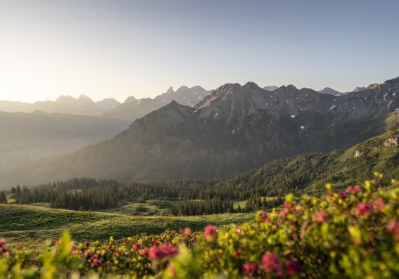 Fellhorn Alpenrosen
