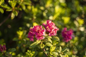 Alpenrose
