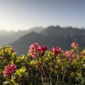 Alpenrosenblüte am Fellhorn