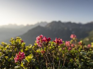 Alpenrosenblüte am Fellhorn