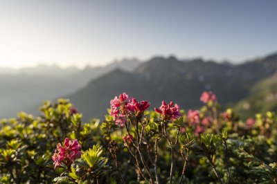 Alpenrosenblüte am Fellhorn