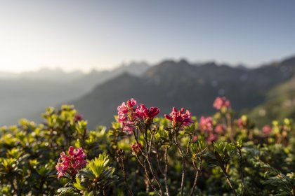 Alpenrosenblüte am Fellhorn