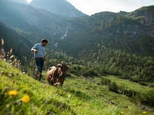 Zämed duss in der Alpwirtschaft