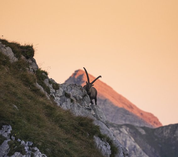 Steinbock im Abendrot