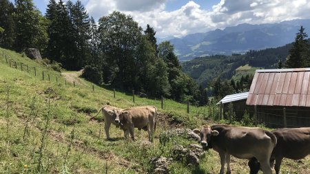 Allgäuer Braunvieh in den Allgäuer Bergen gehört im Sommer zu jedem Bergurlaub dazu