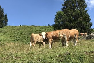 Muhhhh... grüßt das Allgäu von den Wiesen Ohne Kühe gibt es kein Allgäu. Bei jeder Wanderung begegnen Ihnen diese goldigen Tiere in den Bergen.
