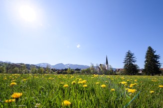 Eine gelb blühende Löwenzahnwiese liegt vor der Bergkulisse und dem Kirchturm von Fischen.