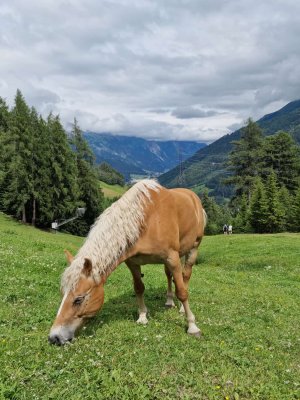 Ponyreiten Oberstdorf