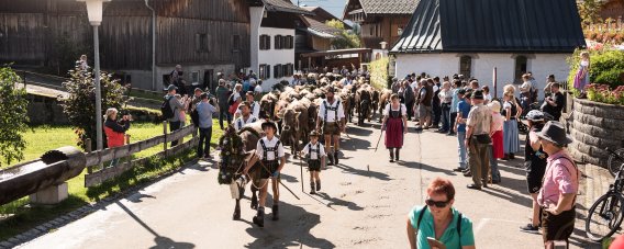 Viehscheid mit Zuschauern im Ortszentrum von Bolsterlang. Zahlreiche Gäste verfolgen den traditionellen Viehscheid im Ortszentrum von Bolsterlang. Das Ereignis bringt Brauchtum, Tiere und Dorfgemeinschaft zusammen.