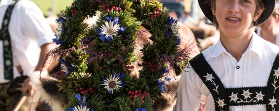Festlich geschmücktes Vieh beim Viehscheid in Bolsterlang. Aufwendiger Blumenschmuck prägt den Viehscheid in Bolsterlang. Das farbenfrohe Motiv zeigt die Liebe zum Detail beim traditionellen Alpabtrieb.