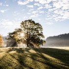 Die tief stehende Sonne fällt durch die Bäume auf einen Weg am Spöck. Licht, Nebel und Landschaft erzeugen eine ruhige, beinahe magische Stimmung.
