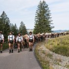 Viehscheid mit Kühen und Begleitern in Obermaiselstein. Kühe und ihre Begleiter ziehen gemeinsam von der Alpe ins Tal. Der Viehscheid gehört zu den bekanntesten Traditionen in Obermaiselstein.