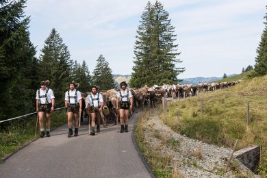 Viehscheid mit Kühen und Begleitern in Obermaiselstein. Kühe und ihre Begleiter ziehen gemeinsam von der Alpe ins Tal. Der Viehscheid gehört zu den bekanntesten Traditionen in Obermaiselstein.