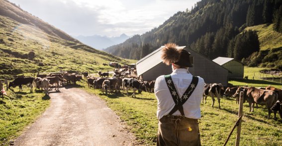 Wanderer wartet auf den Abmarsch zum Viehscheid in Bolsterlang. Ein Teilnehmer wartet oberhalb der Alpe auf den gemeinsamen Abmarsch zum Viehscheid. Bergweg, Alpwirtschaft und Tiere prägen die traditionelle Szenerie.