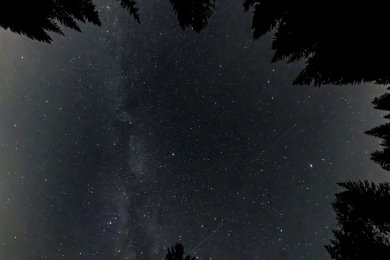 Der Blick führt senkrecht nach oben in einen dicht mit Sternen gefüllten Nachthimmel. Dunkle Tannenkronen rahmen die Milchstraße ein und erzeugen eine atmosphärische Perspektive mitten aus dem Bergwald am Riedbergpass.