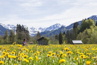 Ein besonderes Fotomotiv: der Löwenzahn Der Frühling ist eine wunderschöne Jahreszeit im Allgäu - der Schnee schmilzt und die ersten Blumen blühen.