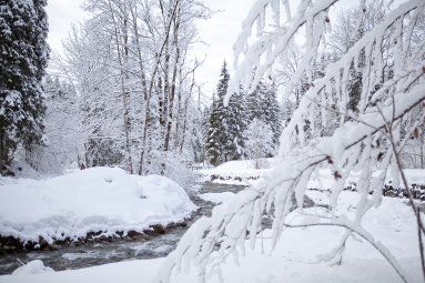 Winter-Spaziergang durch verschneite Wälder in Oberstdorf