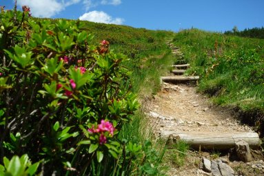 Alpenrosen am Wegesrand