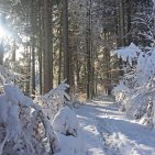 Winterzauber im tief verschneiten Wald.