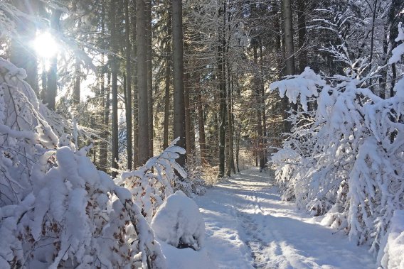 Winterzauber im tief verschneiten Wald.
