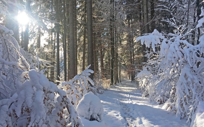 Winterzauber im tief verschneiten Wald.