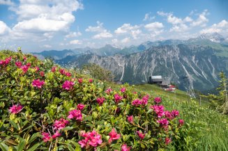 Blumenmeer aus Alpenrosen