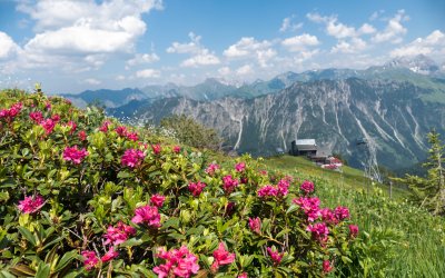 Blumenmeer aus Alpenrosen