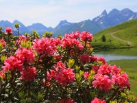Die wunderschönen Alpenrosen blühen am Fellhorn in der Sommerzeit zwischen Juni und August-ein Bergblütentraum.