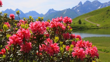 Die wunderschönen Alpenrosen blühen am Fellhorn in der Sommerzeit zwischen Juni und August-ein Bergblütentraum.