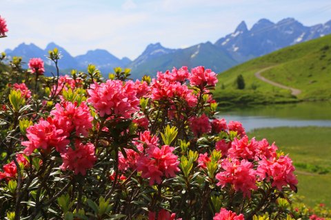 Die Alpenrosenblüte ist jedes Jahr ein faszinierendes Naturschauspiel und macht Ihr Bergerlebnis zu einem ganz besonderen Moment.