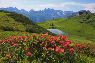 Die Alpenrosenblüte ist im Sommer ein absolutes Highlight das Fellhorn wird zum Blumenmeer