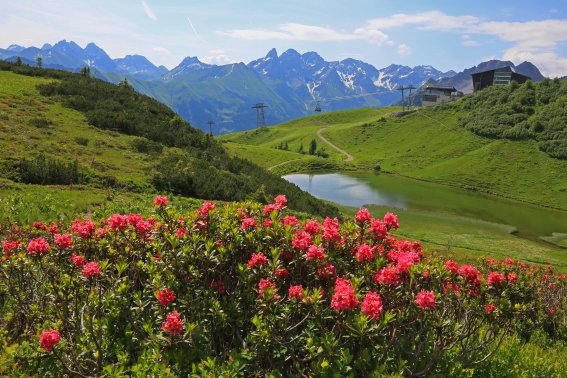 Haben Sie schon mal Alpenrosen gesehen? Auf dem Fellhorn herrschen die besten Bedingungen, welche im Sommer den Berg erstrahlen lassen.