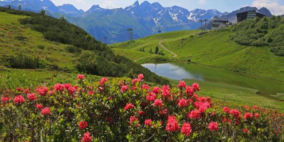 Die Alpenrosenblüte ist im Sommer ein absolutes Highlight das Fellhorn wird zum Blumenmeer