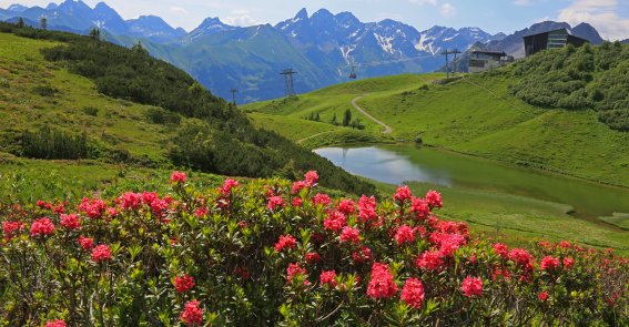 Die Alpenrosenblüte ist im Sommer ein absolutes Highlight das Fellhorn wird zum Blumenmeer Haben Sie schon mal Alpenrosen gesehen? Auf dem Fellhorn herrschen die besten Bedingungen, welche im Sommer den Berg erstrahlen lassen.