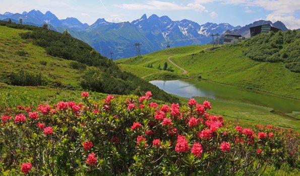 Die Alpenrosenblüte ist im Sommer ein absolutes Highlight das Fellhorn wird zum Blumenmeer