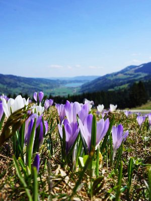 Krokusblüte am Hündle (25) ohne Menschen