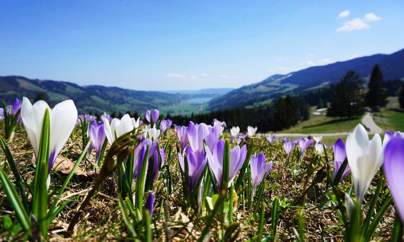 Krokusblüte am Hündle (25) ohne Menschen