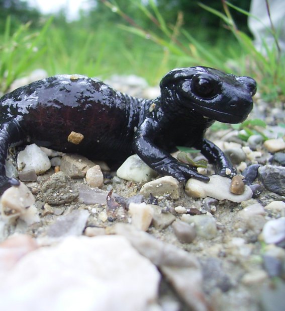 Alpensalamander
