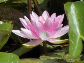 Seerose am Moorweiher